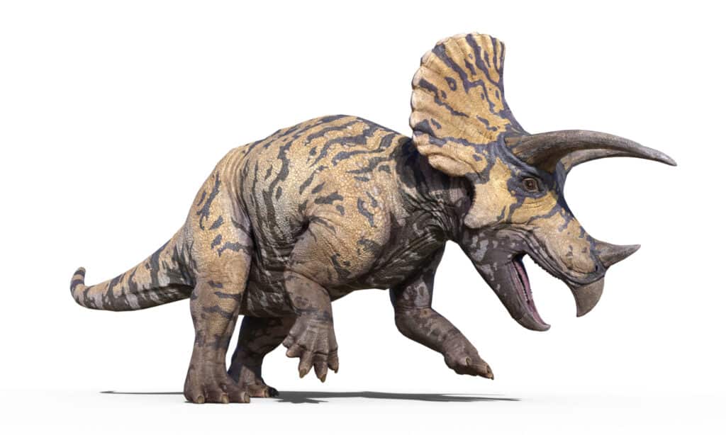 triceratops