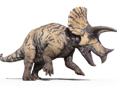 A Triceratops vs Stegosaurus: Who Would Win in a Fight?