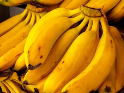 A Are Bananas Going Extinct?