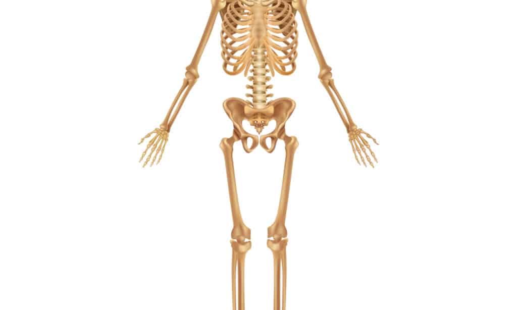 skeleton