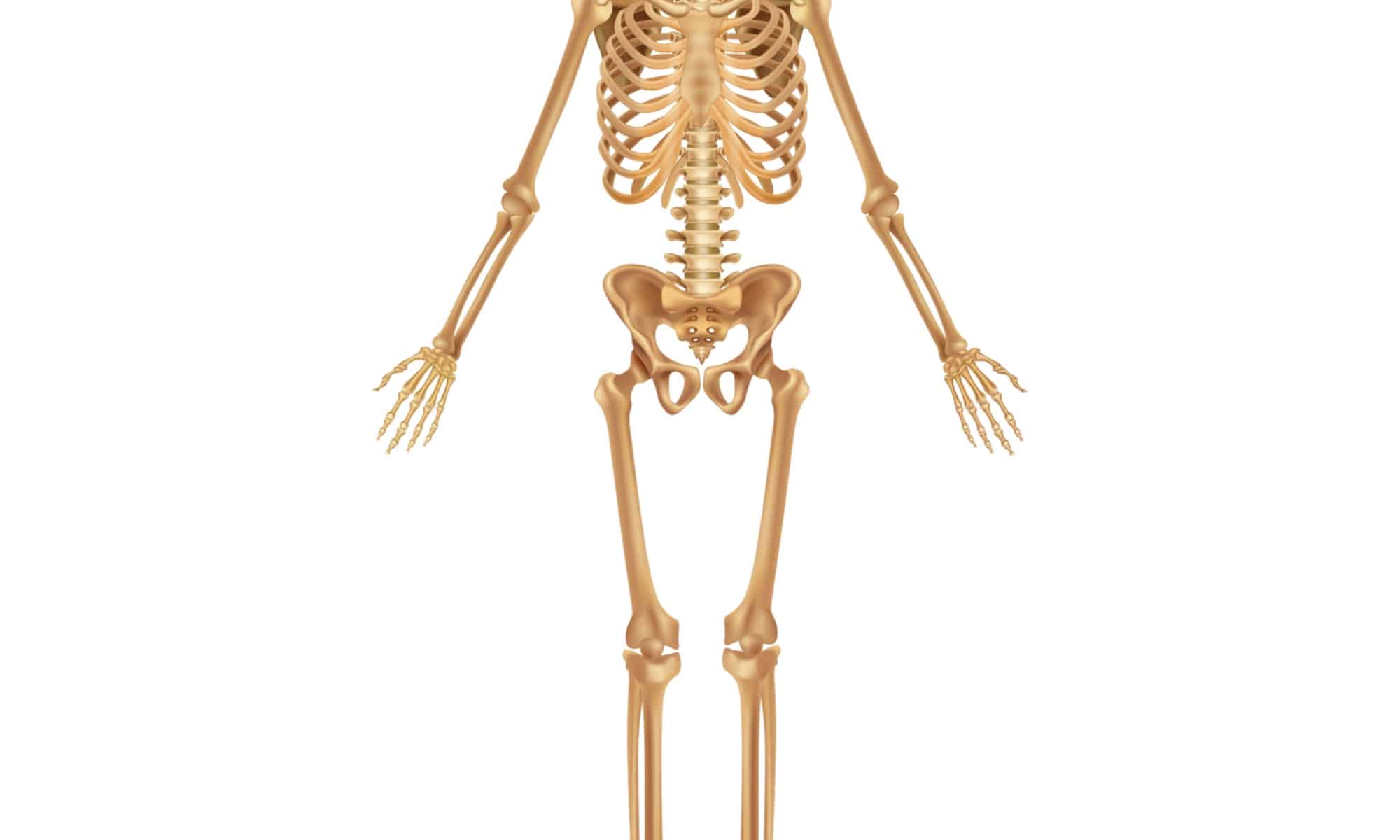 how-many-bones-are-in-the-human-body-which-are-the-biggest-a-z-animals