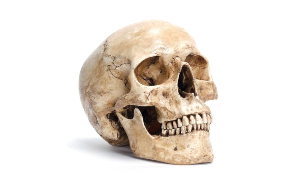 A human skull against a white background
