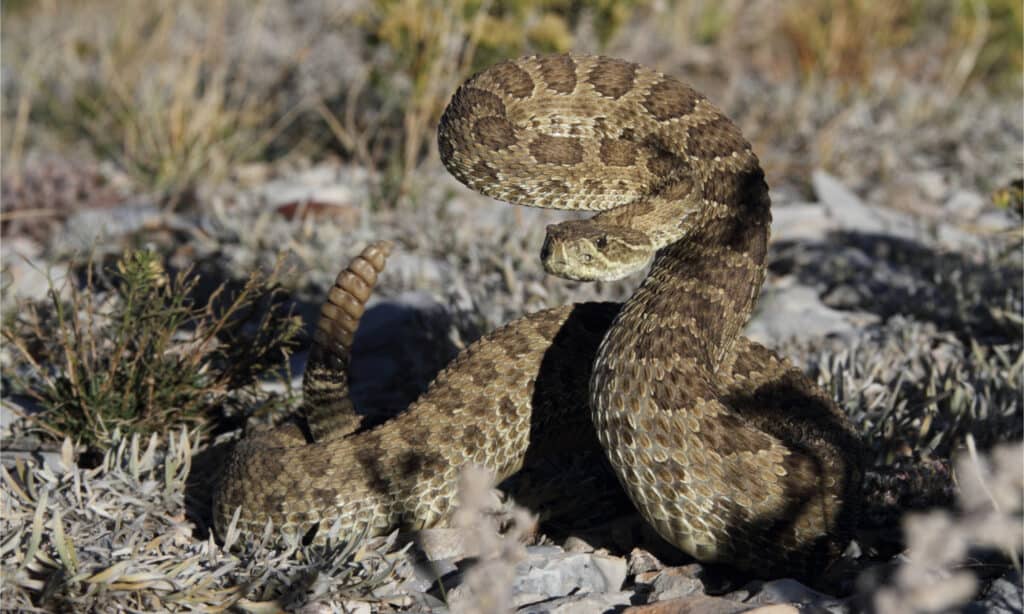 Prairie rattlesnake