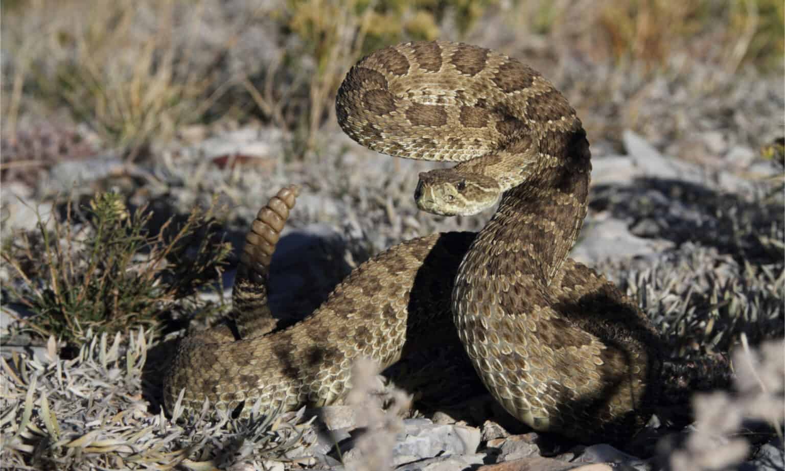 A Complete List Of Venomous Snakes In The United States (30+ Species ...