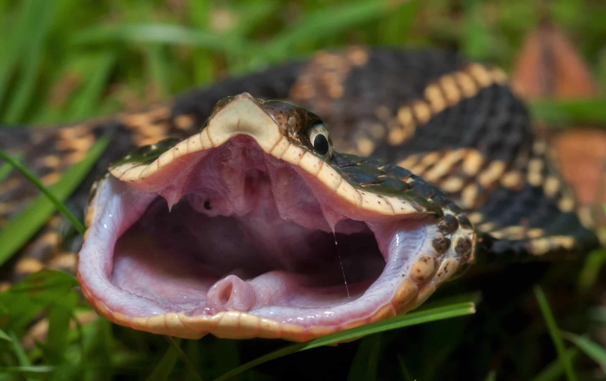 See the 8 Coolest Looking Snakes Found Slithering Around Canada - A-Z ...