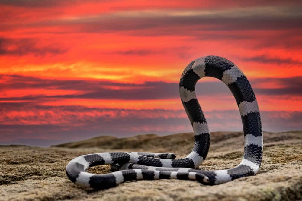 Bandy bandy snake with hoop