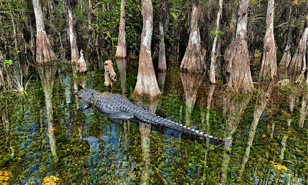 Cá sấu gần cây bách