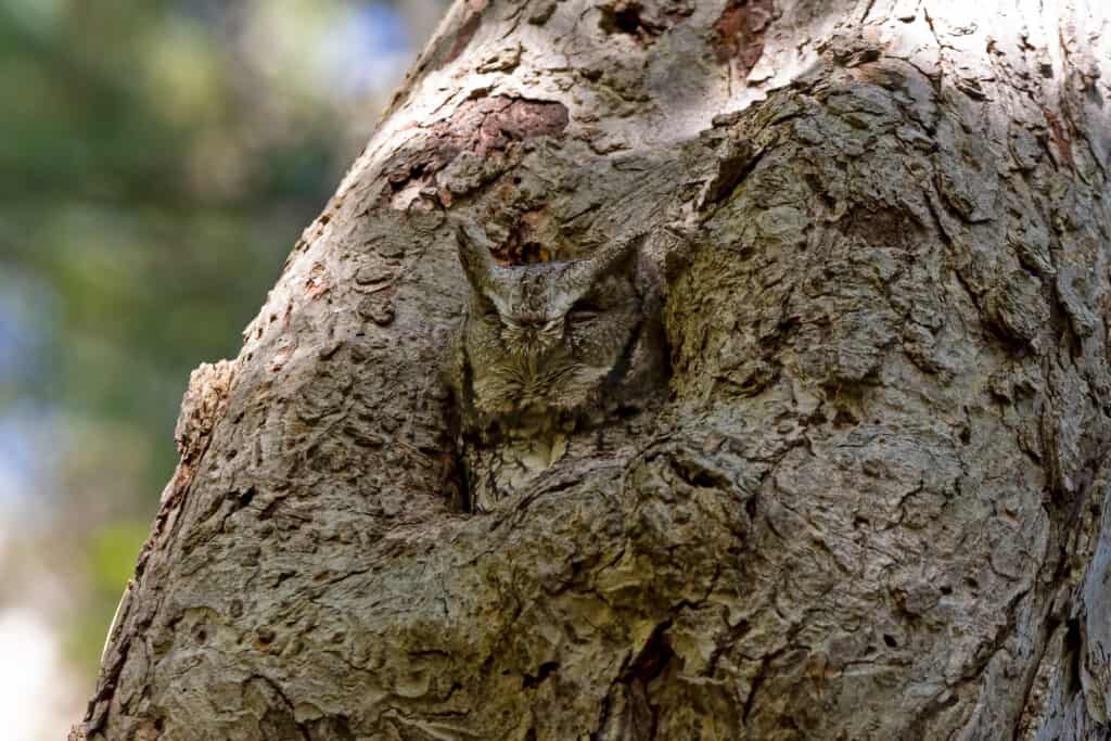 Eastern,Screech,Owl,Resting,In,A,Safe,Spot,In,A