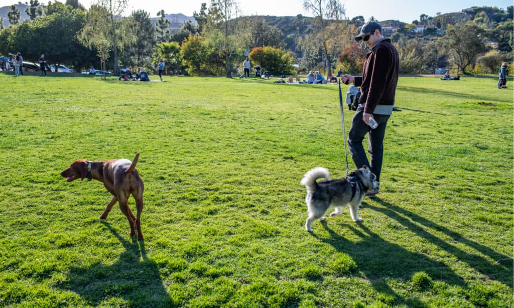 Dog Park Series - Lake Hollywood Dog Park