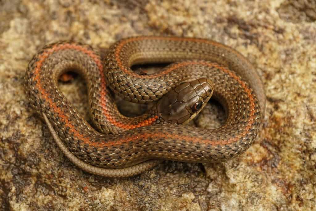 Northwestern garter snakes can have red, yellow, blue, green, orange, or cream stripes.