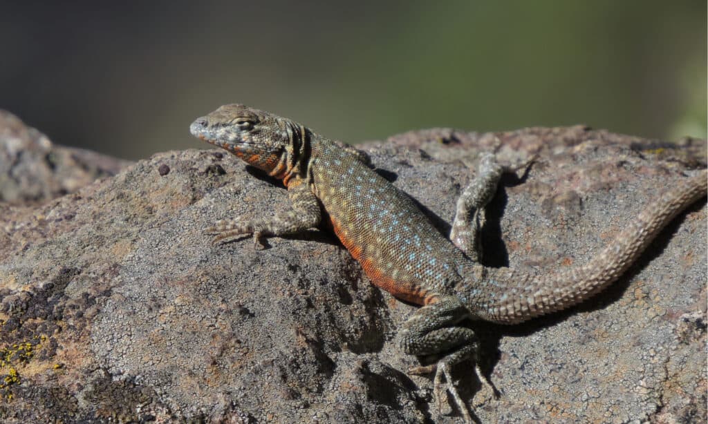 common side blotched lizard