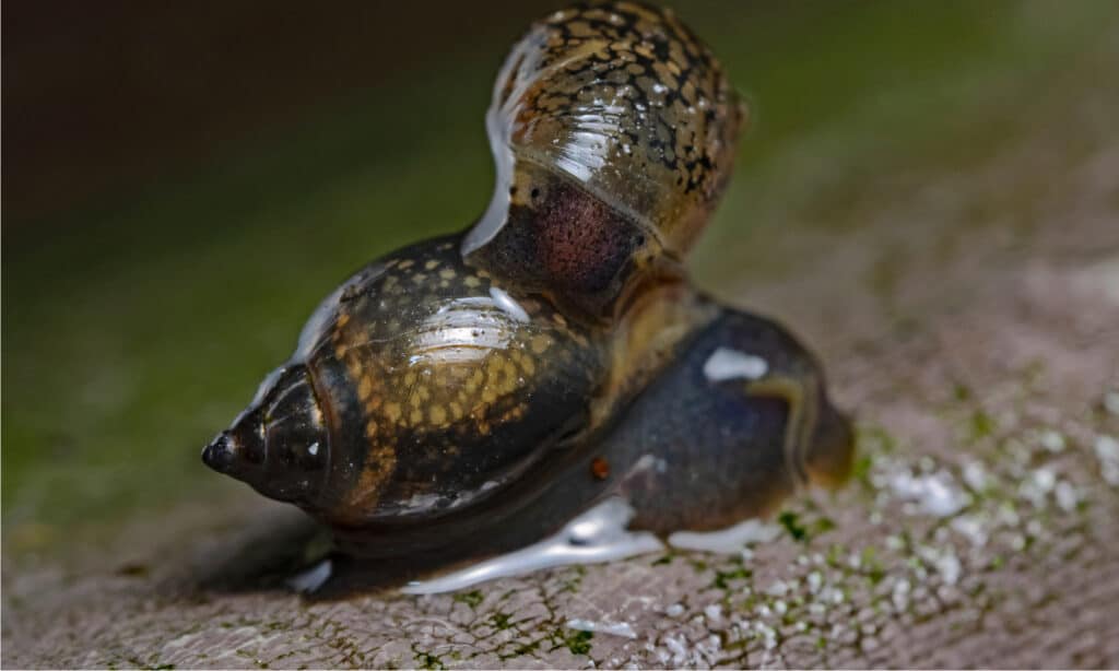 Bladder Snail (Physella acuta)