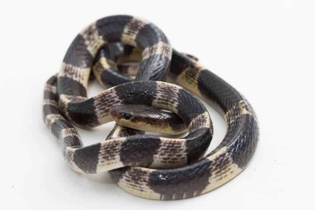 malayan krait on isolated background