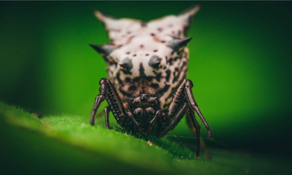 Spined Micrathena spider