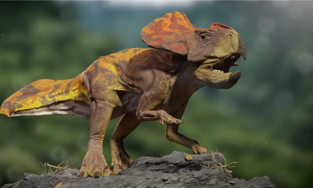 protoceratop