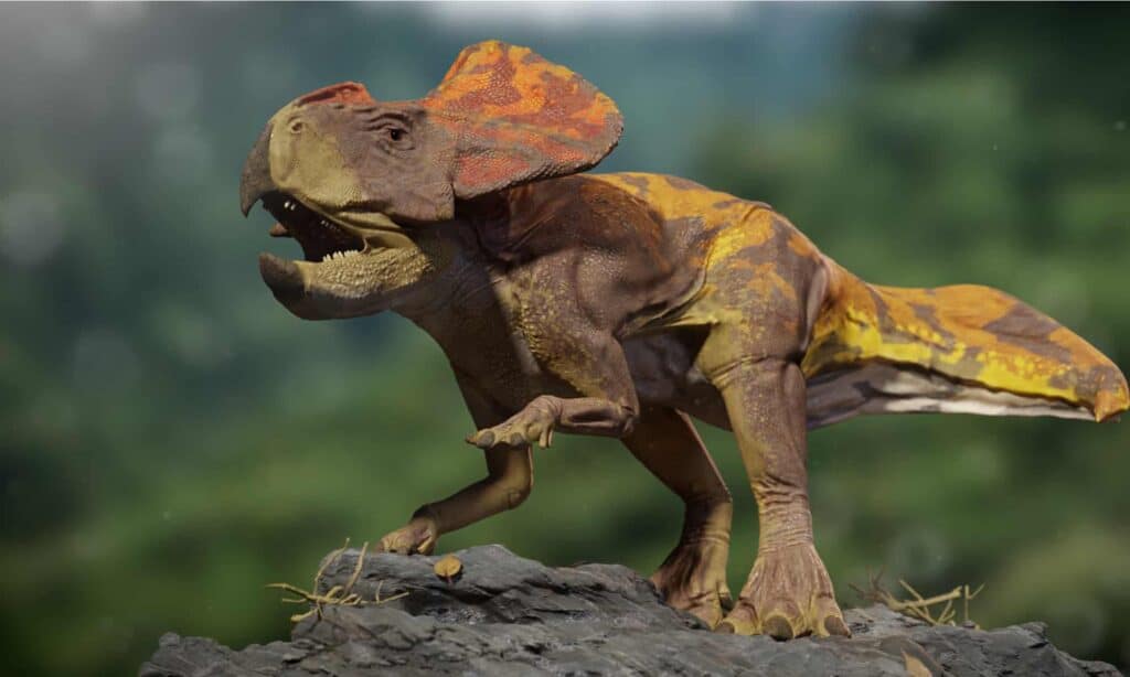 protoceratop