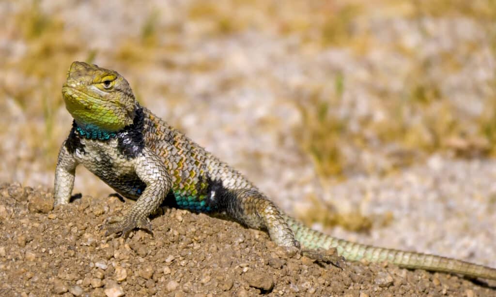 yellow backed spiny lizard