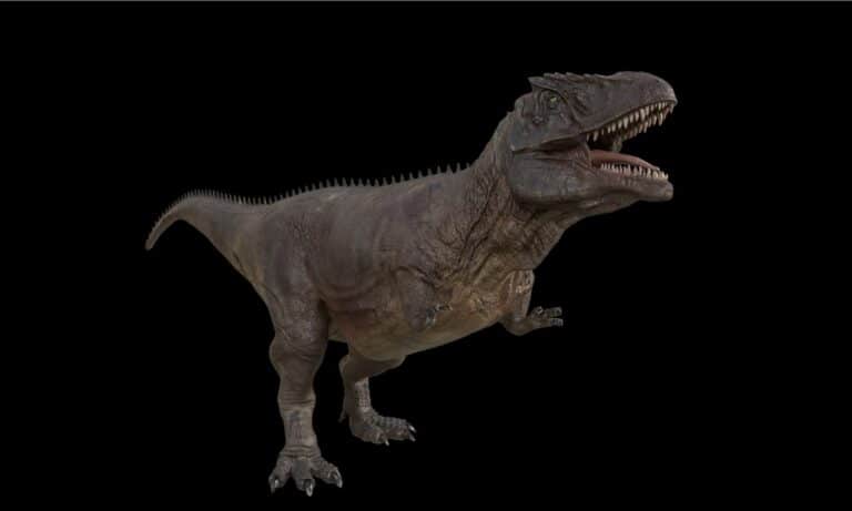 Giganotosaurus