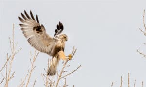 Discover the 8 Types of Hawks in Arizona Picture
