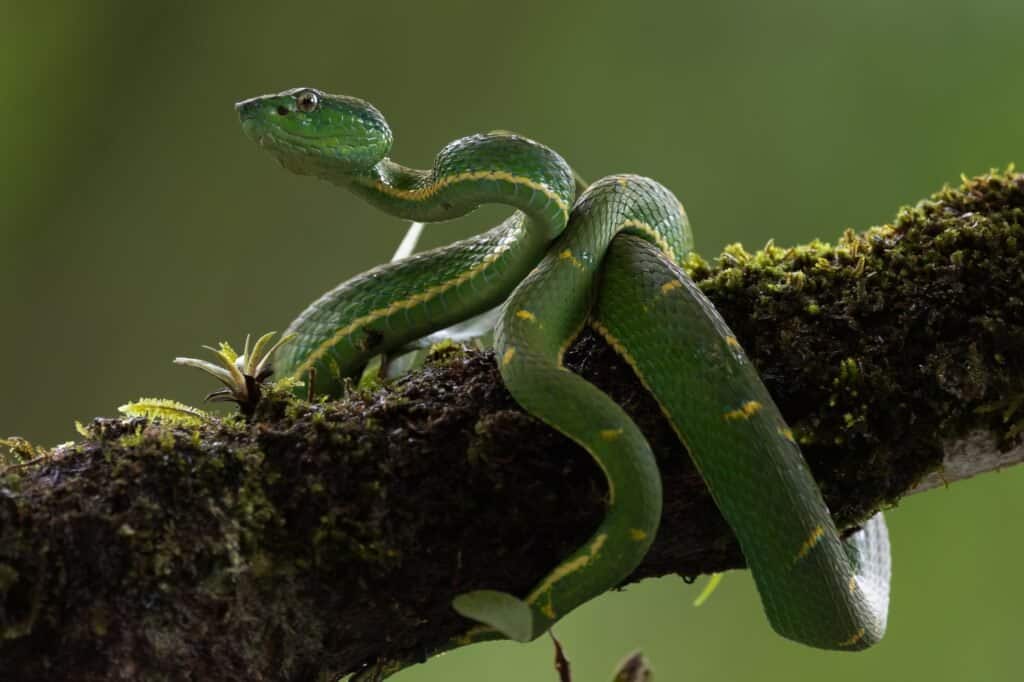 Side-striped palm pit viper