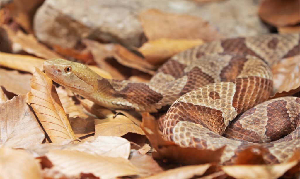Northern copperhead snakes have a dangerous hemotoxic venom 