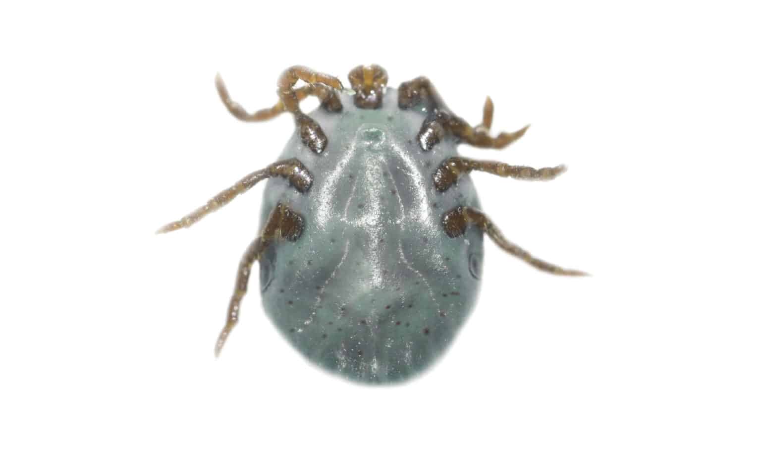10 Ticks in Colorado - A-Z Animals