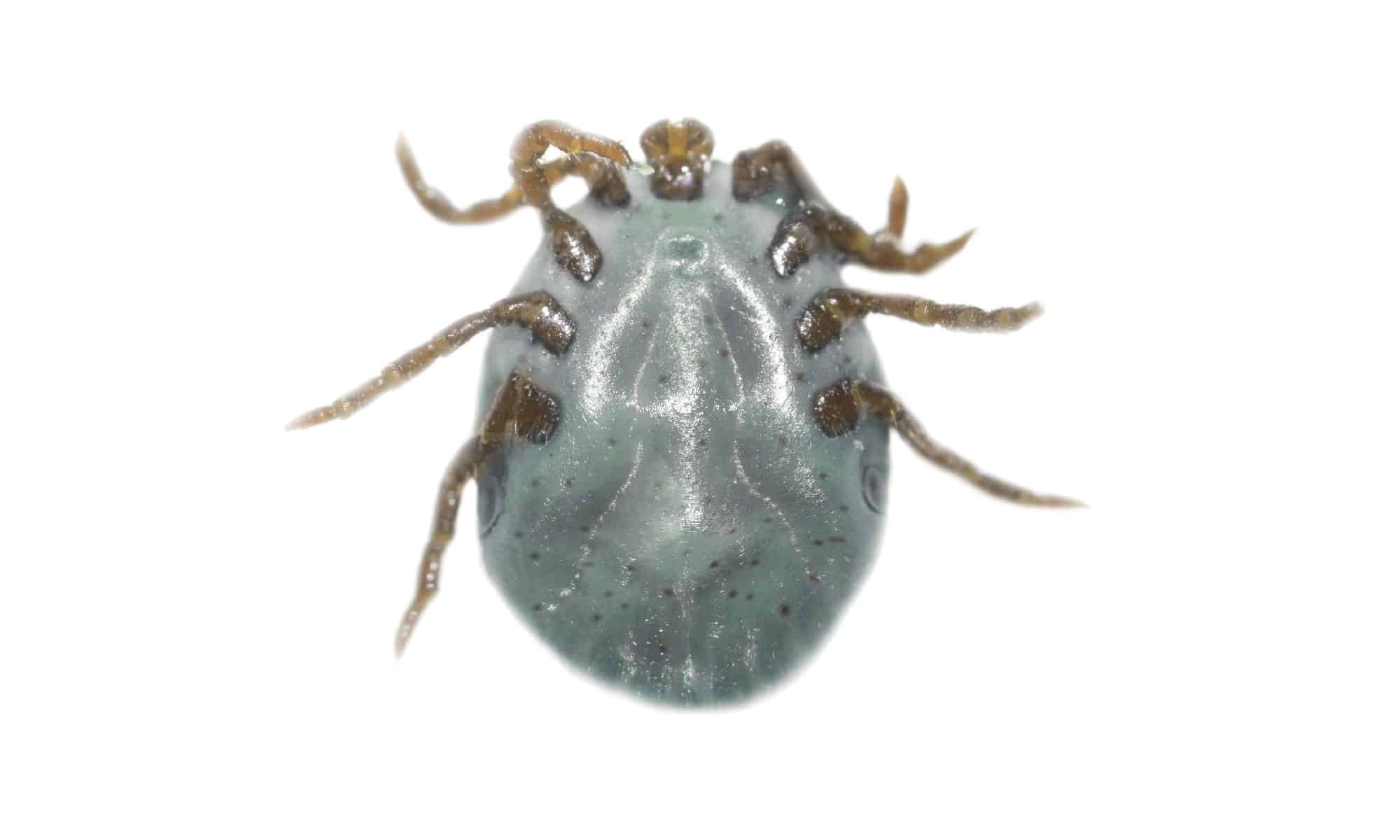 10 Ticks in Colorado - A-Z Animals