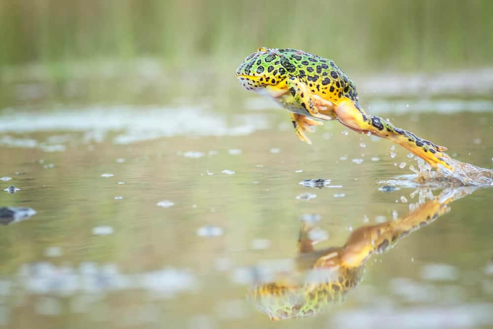 Jumping,Pacman,Frog,With,Reclection.,Image,Has,Grain,Or,Subject