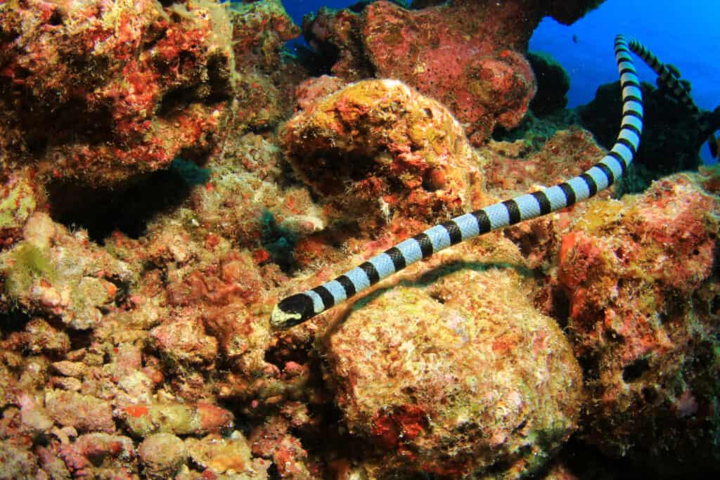 Banded Sea Snake Krait