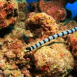 Sea snakes