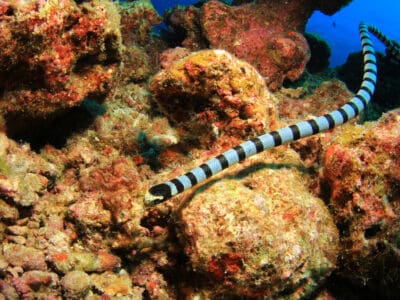 Sea Snake Picture