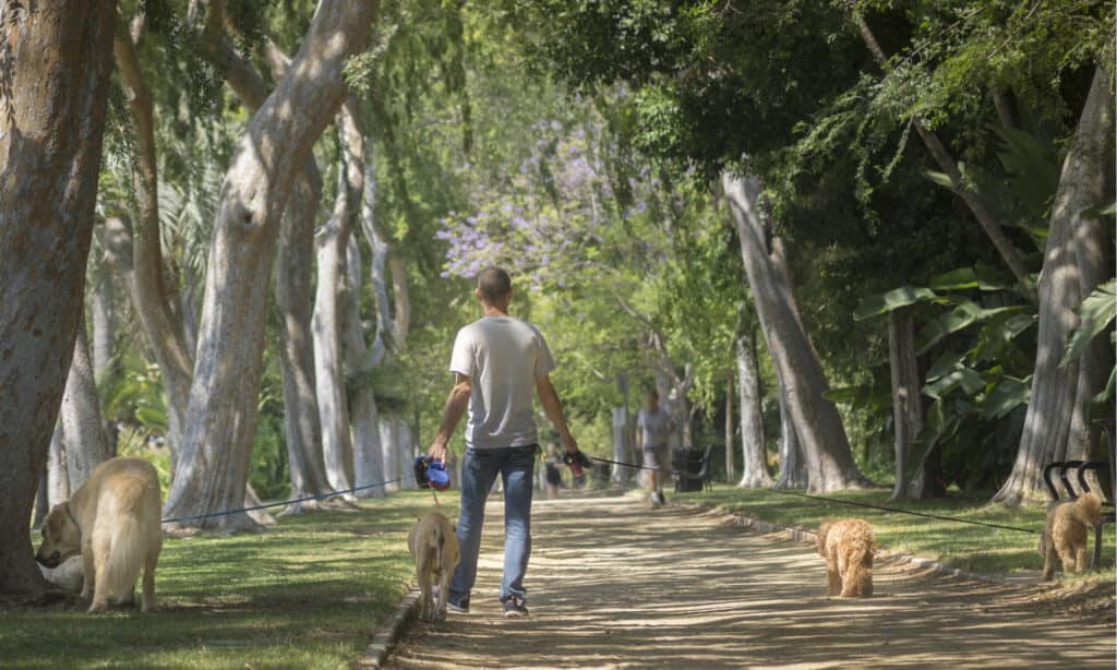 Dog Park Series - Beverly Hills / Los Angeles