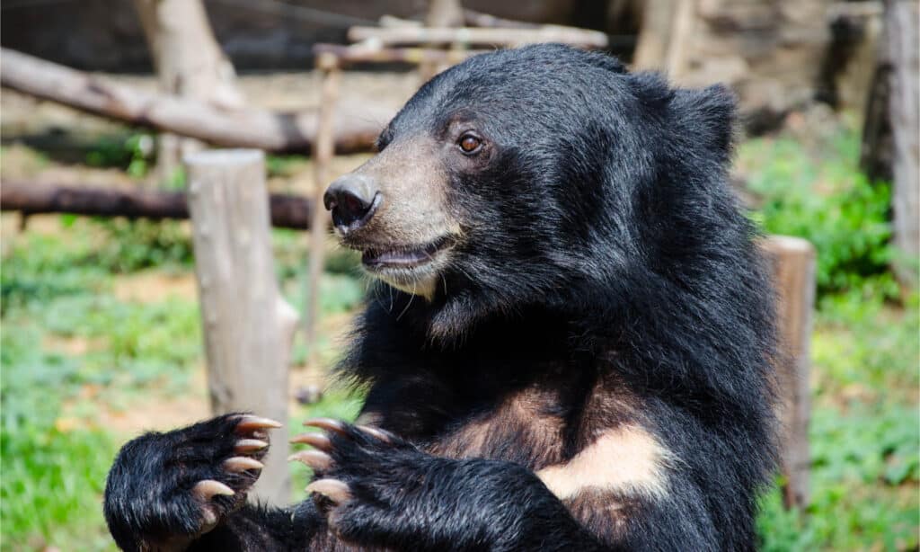 black bear claws