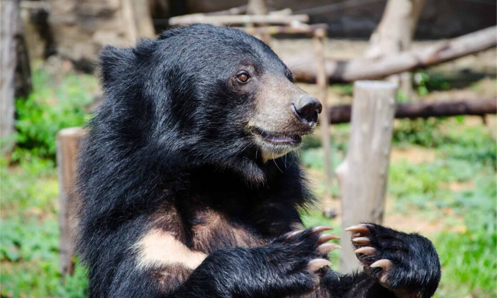 Asiatic Black Bear Eating