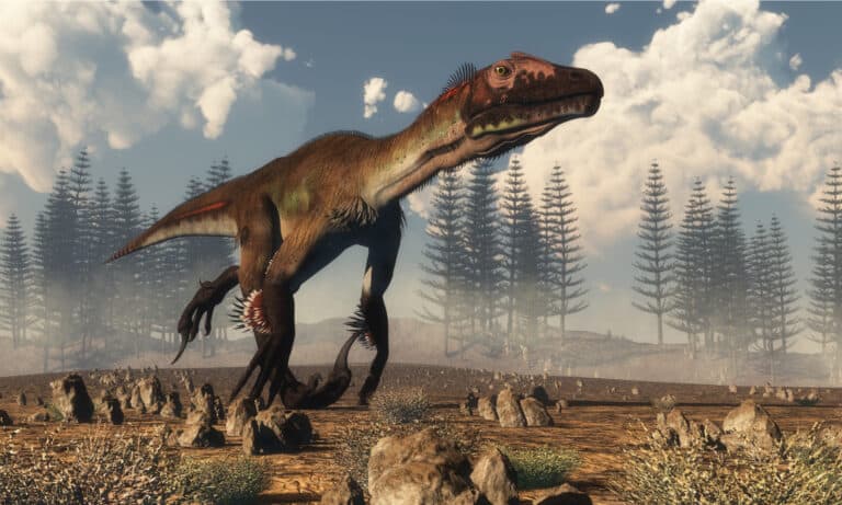 Utahraptor vs Velociraptor: Who Would Win in a Fight? - A-Z Animals