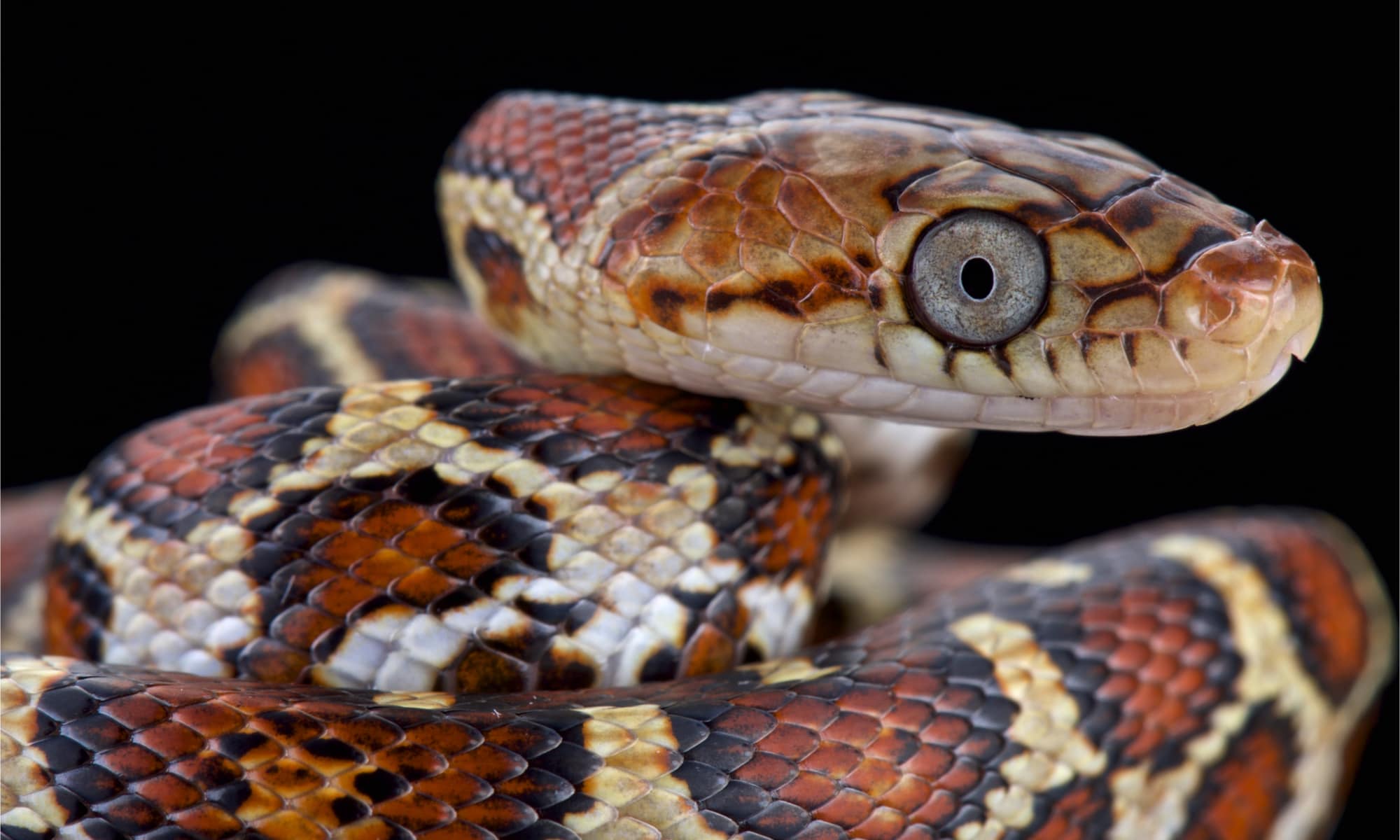 Discover the Largest Rat Snake Ever Recorded - A-Z Animals