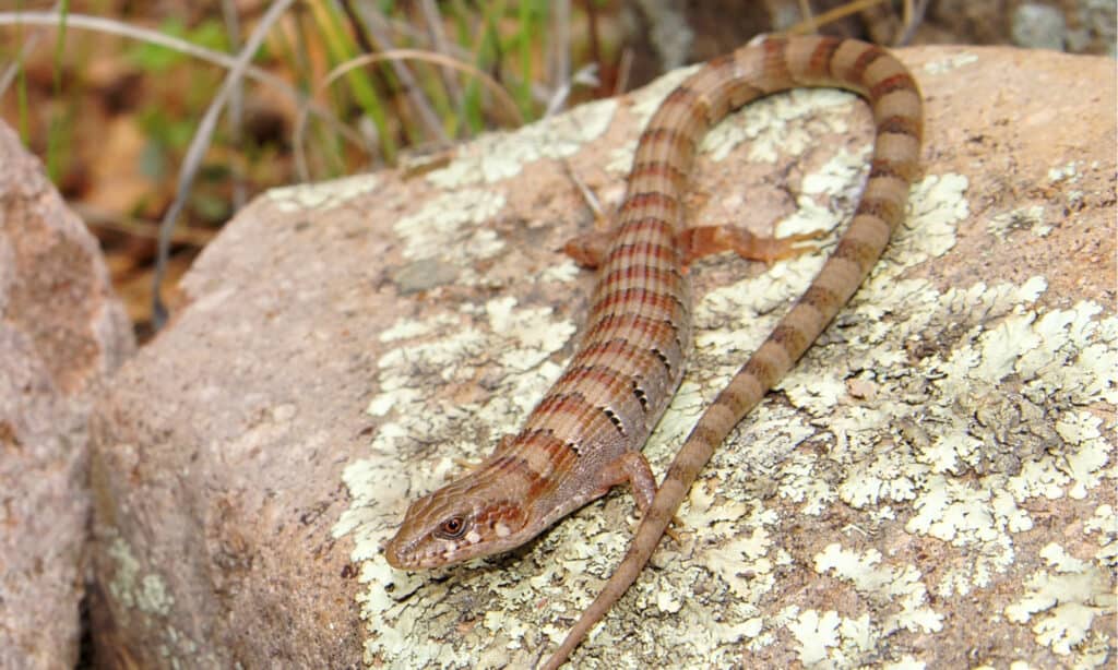 Madrean Alligator Lizard