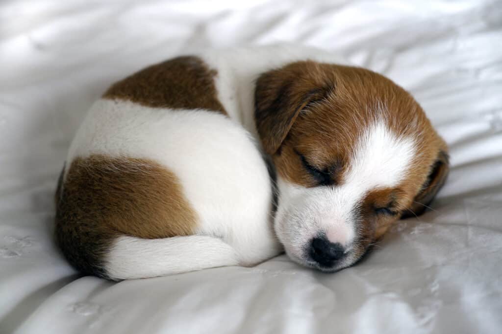 puppy curled up