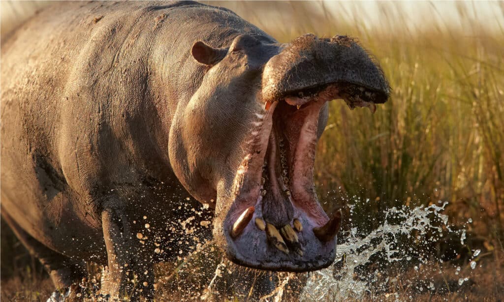 hippo bites lion