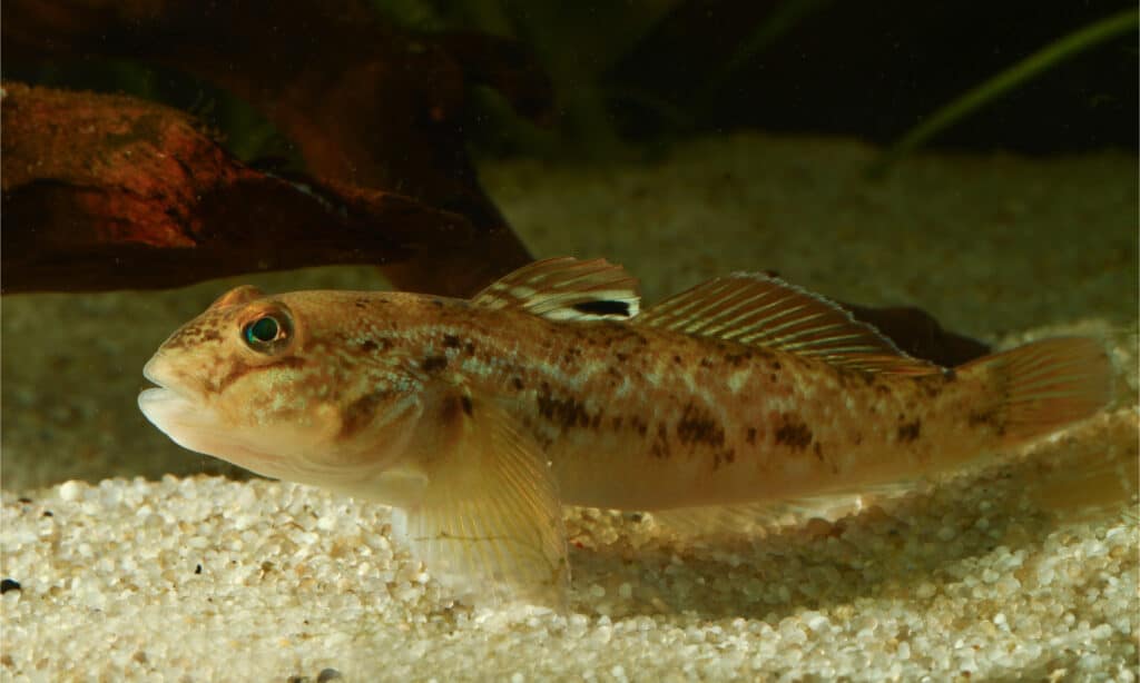 Round goby