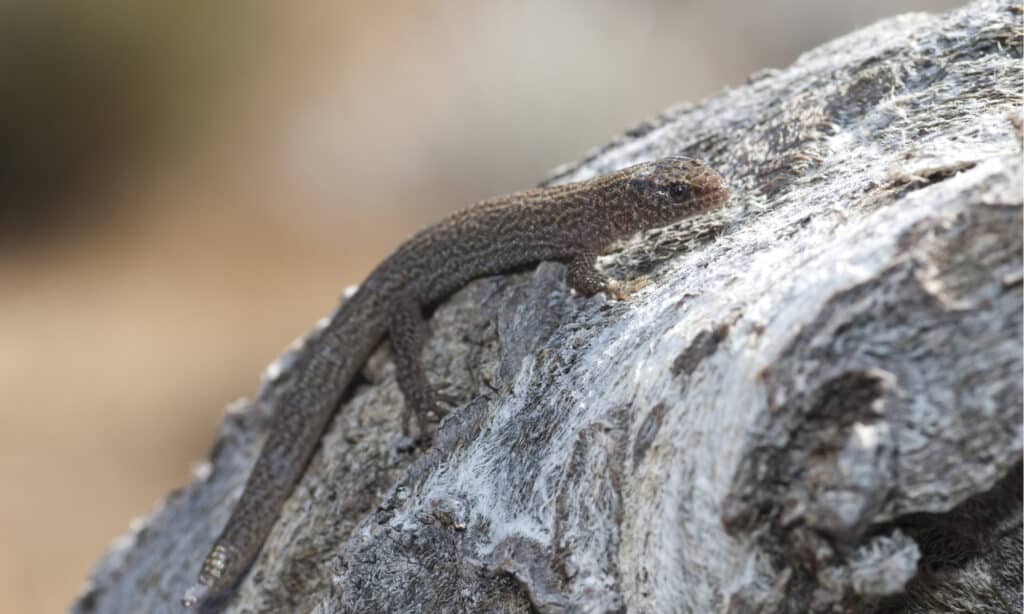 desert night lizard