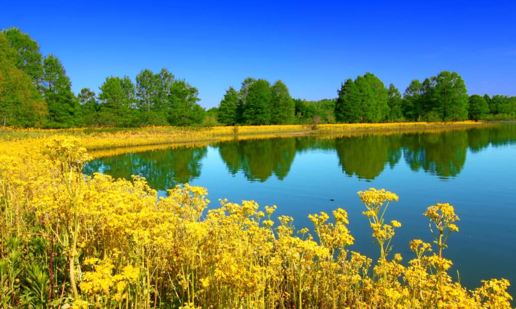 Carlyle Lake Illinois