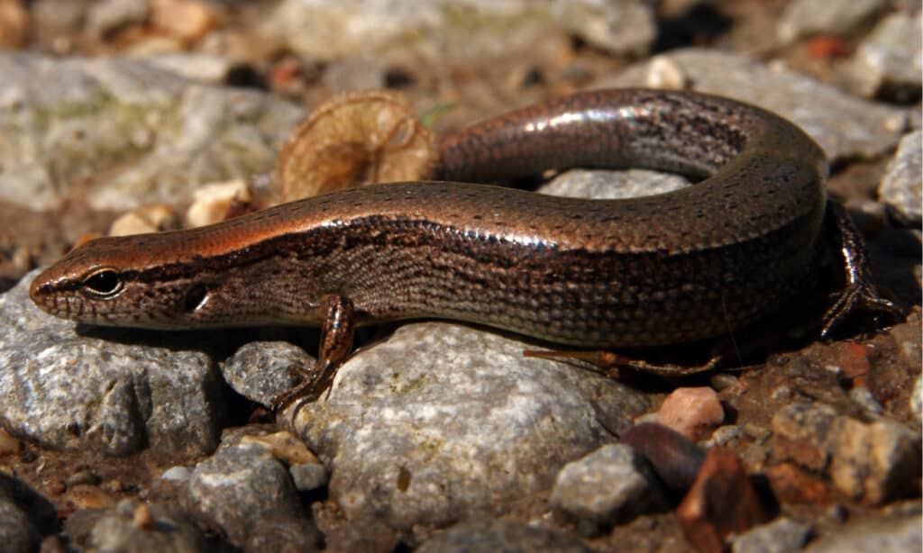 ground skink