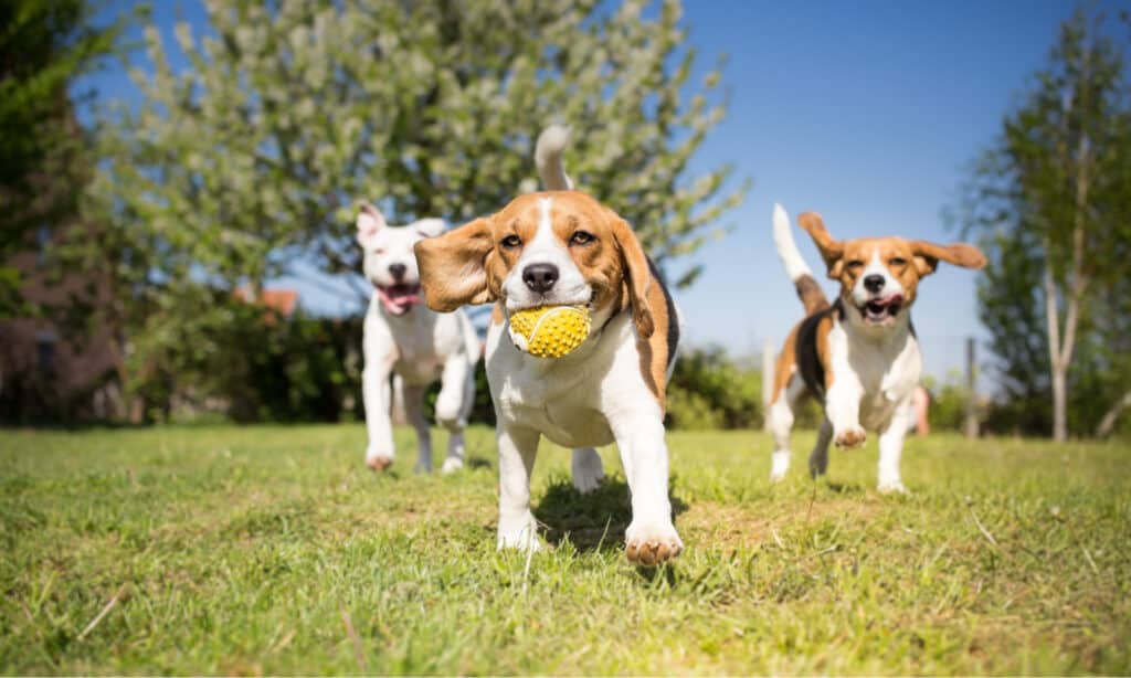 Dog Park Series - Dogs Playing