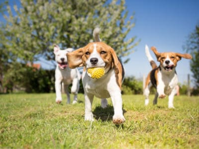 A 8 Best Dog Parks In Portland 