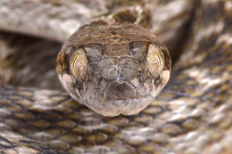 Discover 12 White Snakes - AZ Animals