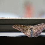 Black witch moth