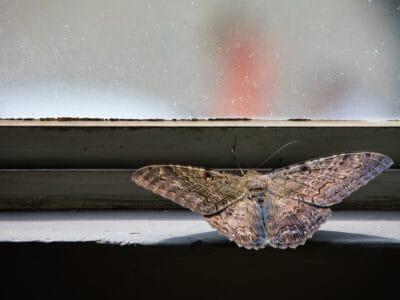 Black Witch Moth Picture