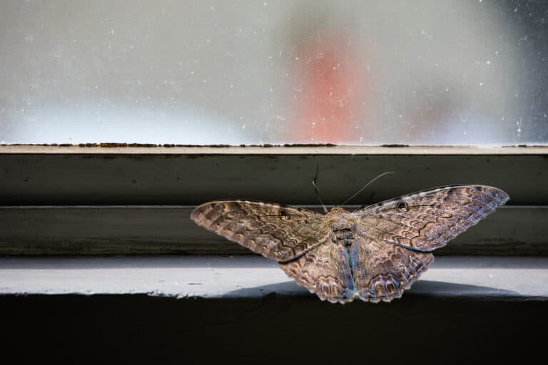 A black witch moth on a window sill