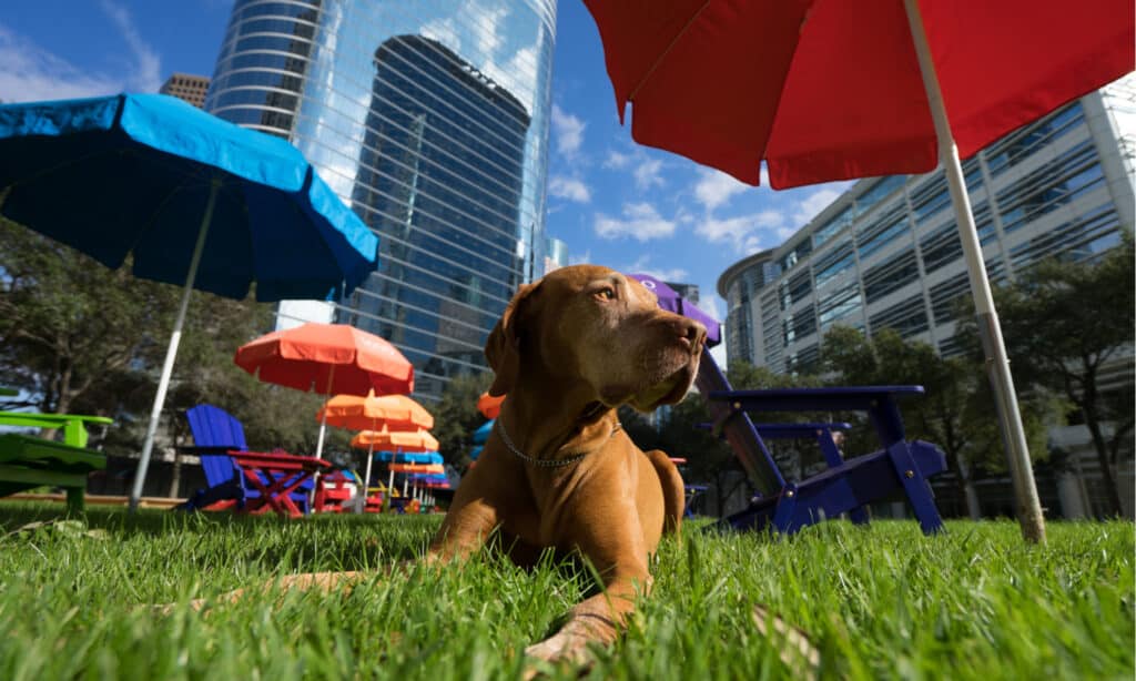 Dog Park Series - Houston Background